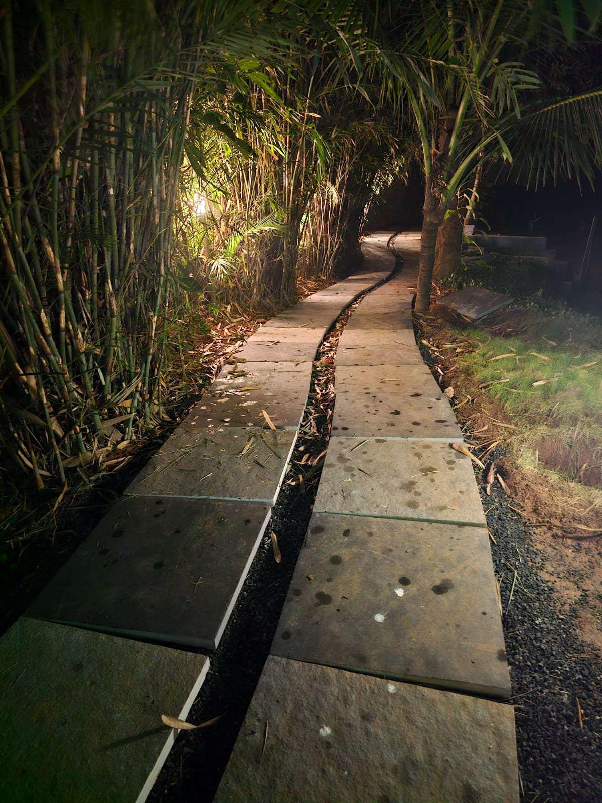 Bamboo Walkway